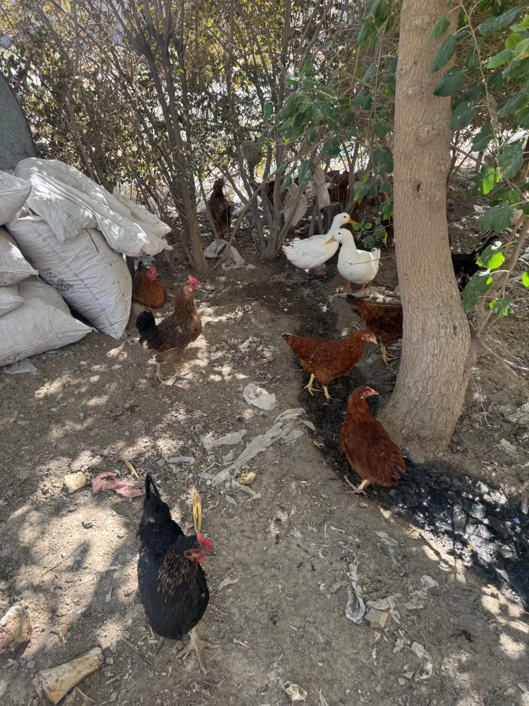 مرغ|حیوانات مزرعه|چهاردانگه (تهران), |دیوار