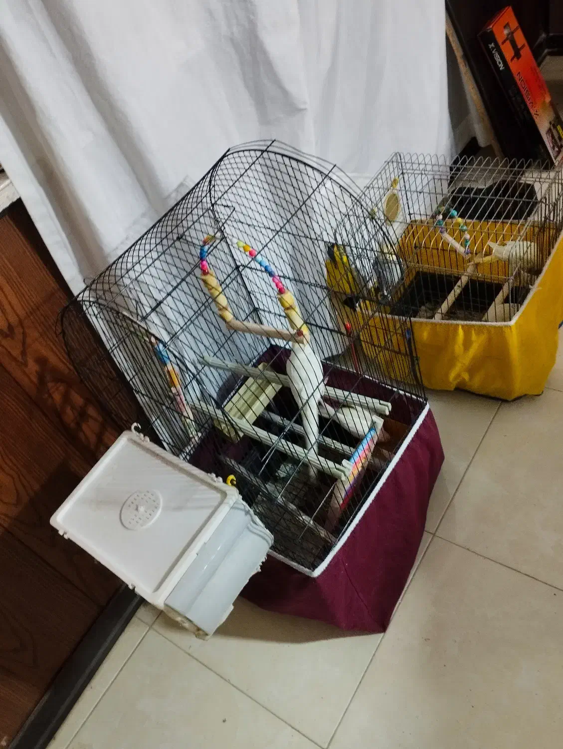 عروس هلندی|پرنده|فردیس, شهرک شهید حسینی|دیوار