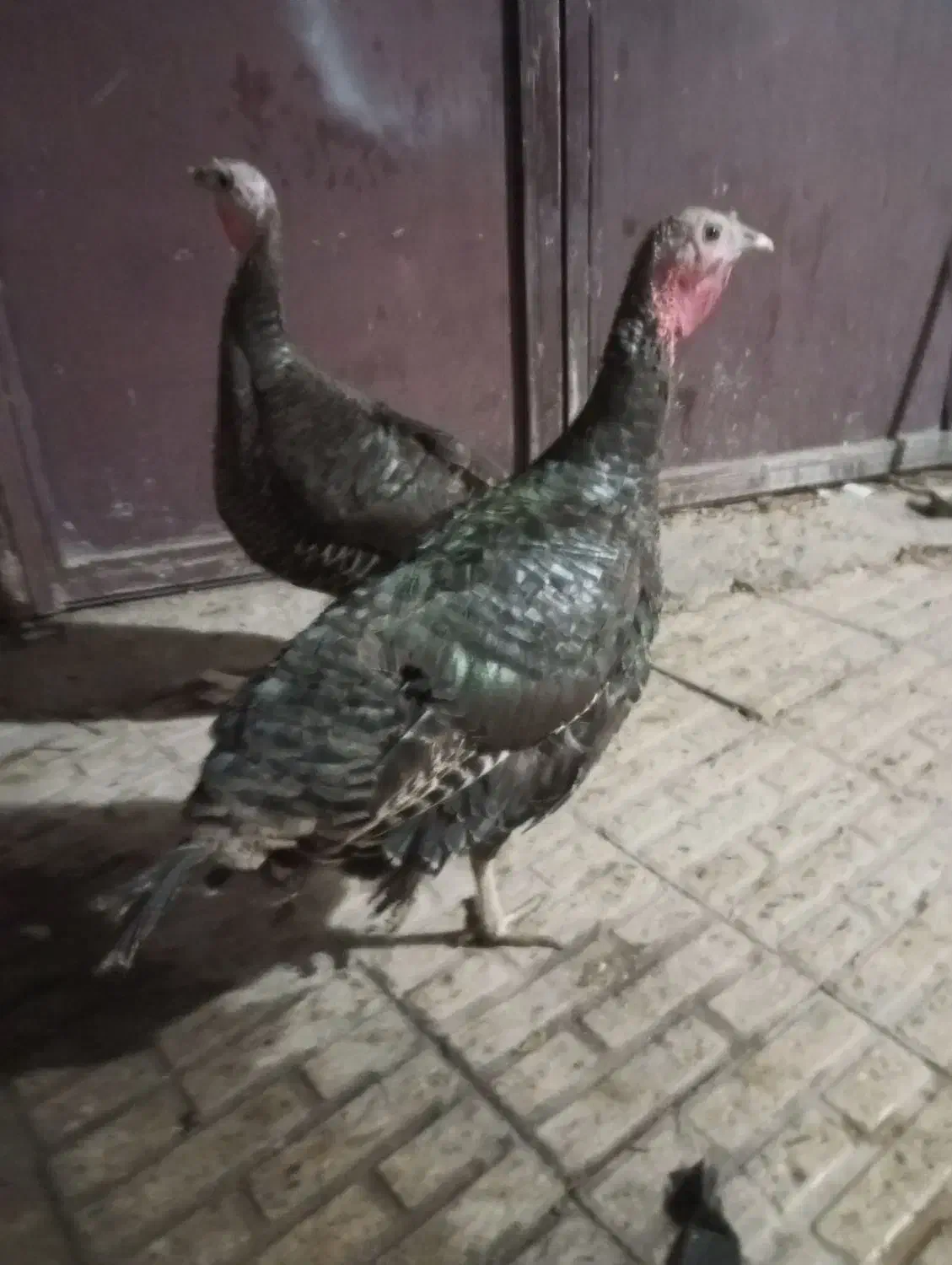 دو عدد بوقلمون ماده|حیوانات مزرعه|کرمانشاه, |دیوار