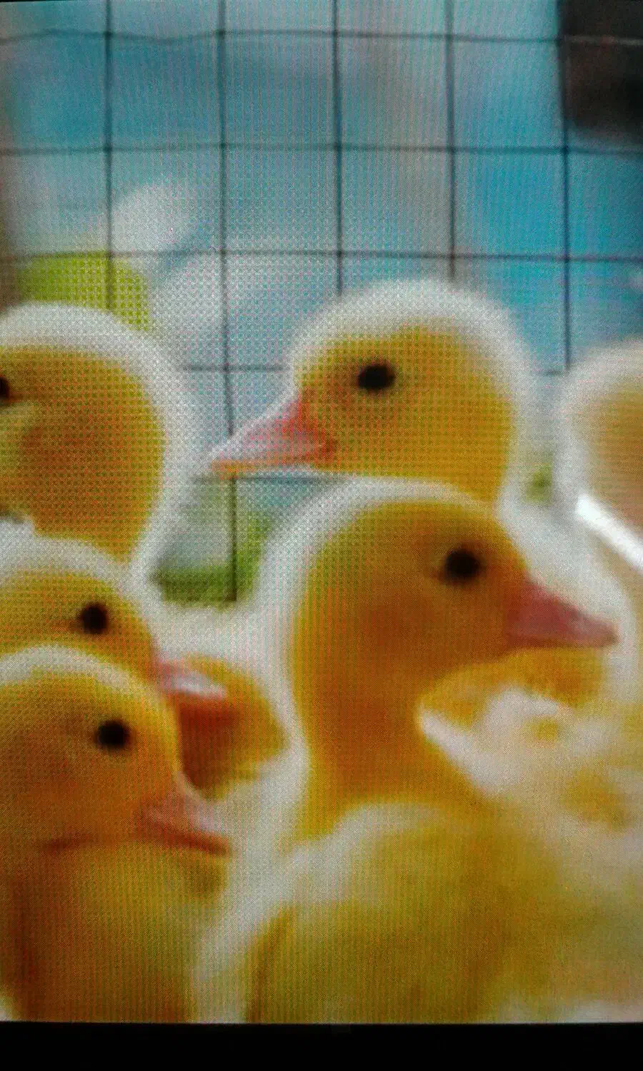 رنگی رنگی اردک بوقلمون جوجه گوشتی|حیوانات مزرعه|کرمان, |دیوار