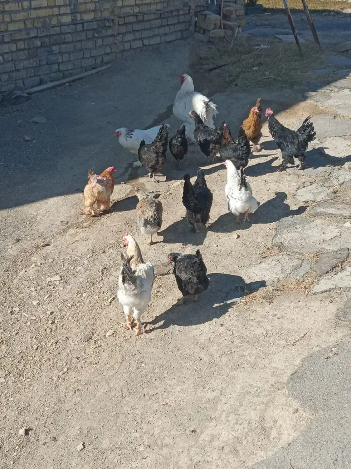 مرغ و وار سیاه دم تخم|حیوانات مزرعه|خمین, |دیوار