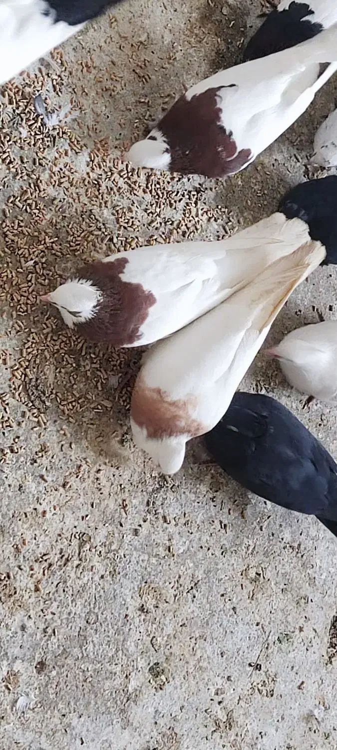 کبوتر فروش فوری|پرنده|سوق, |دیوار