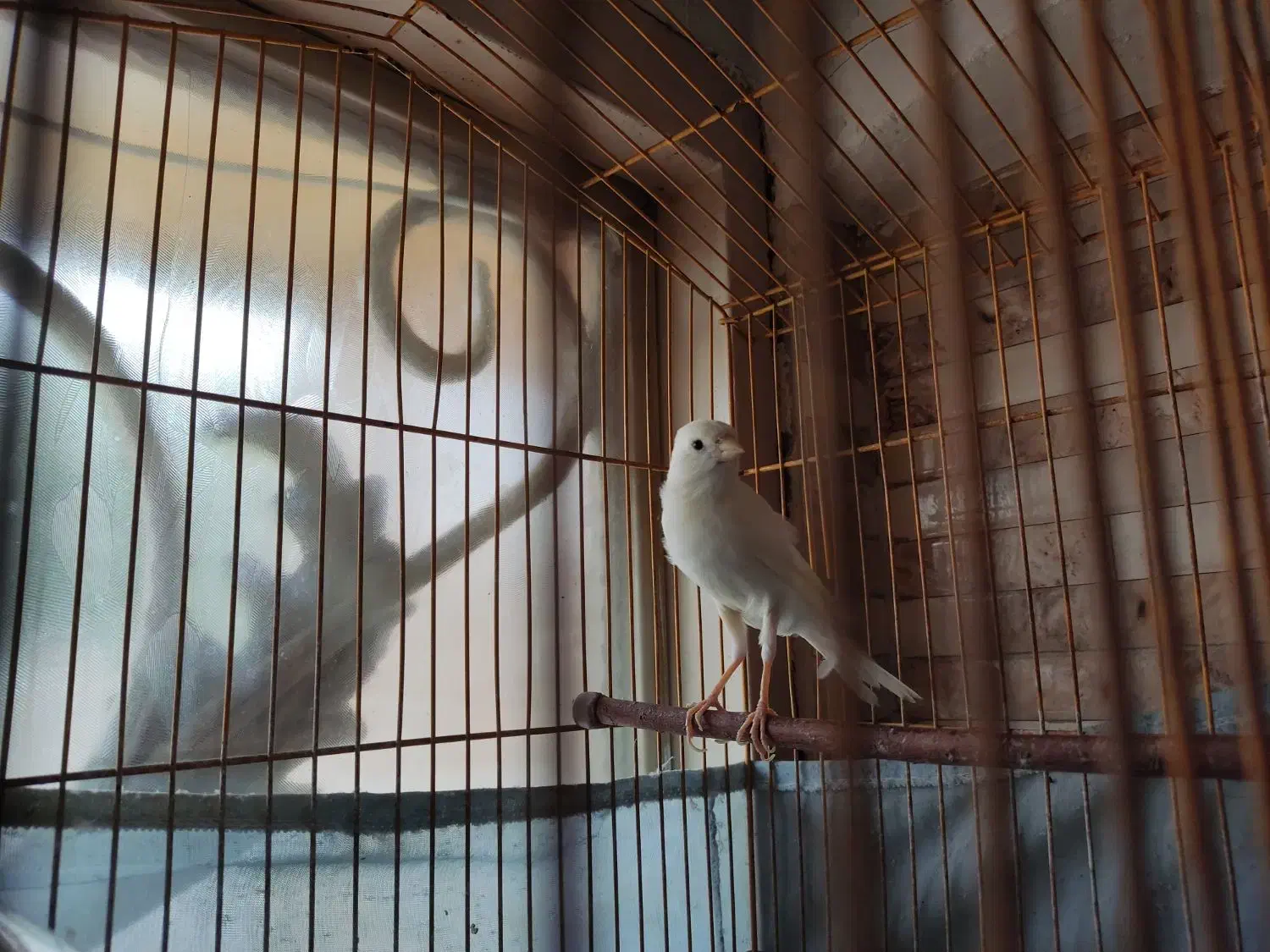 قناری|پرنده|بهارستان, |دیوار