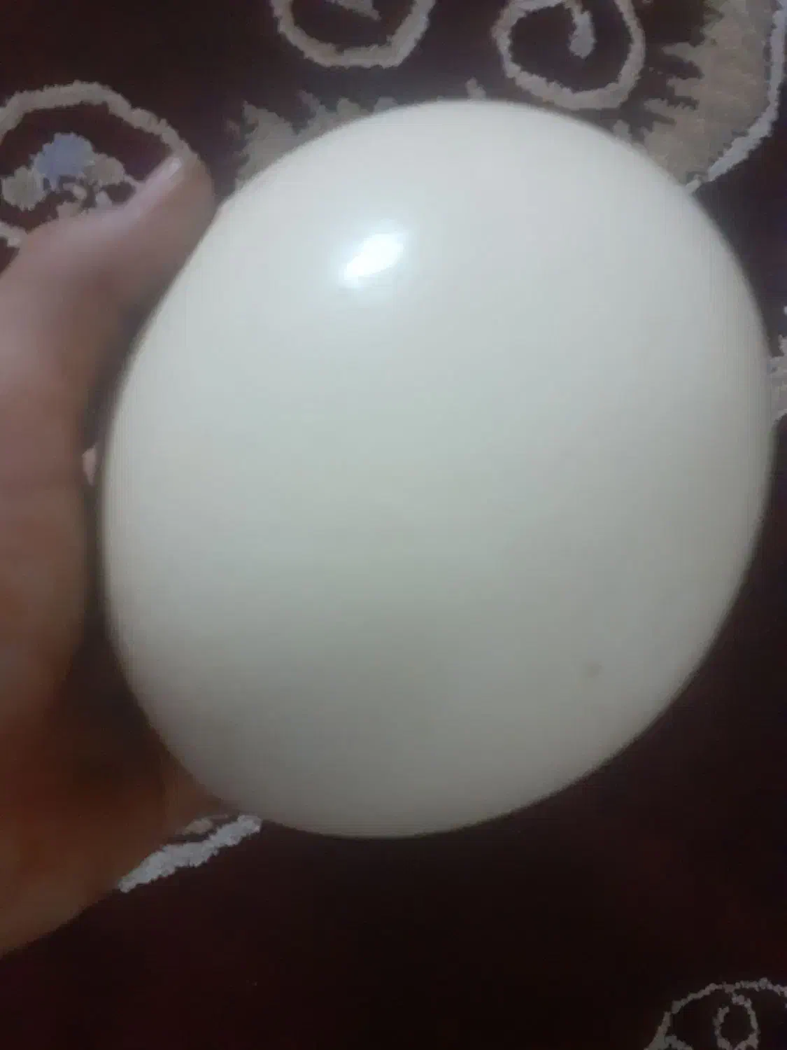 تخم شترمرغ سالم برای مصرف پخت کیک وغیر|حیوانات مزرعه|مشهد, شهید آوینی|دیوار