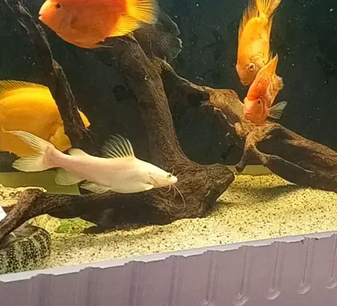 ردتیل دراگون البینو اسیایی|ماهی|تبریز, |دیوار