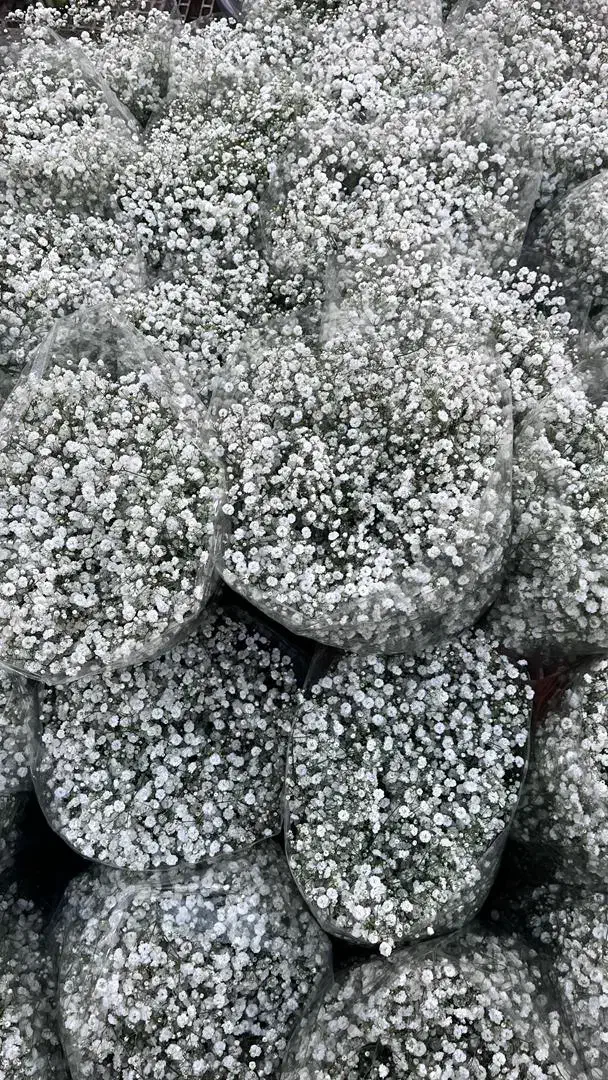 فروش گل عروس دسته پر|گل و گیاه طبیعی|اراک, |دیوار