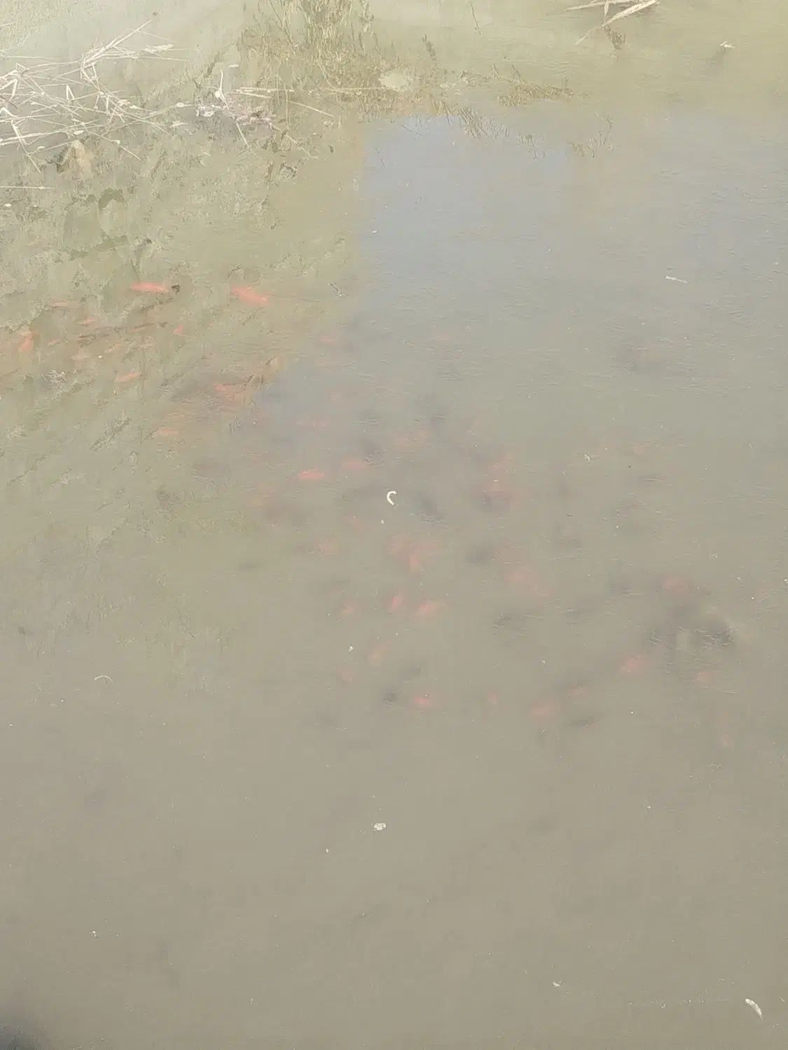 فروش ماهی|ماهی|میانه, |دیوار