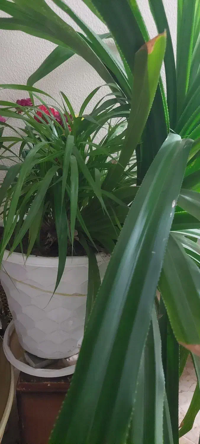 گل پاندانوس ۱۰ ساله خیلی بزرگ|گل و گیاه طبیعی|شاهین‌شهر, عطار|دیوار