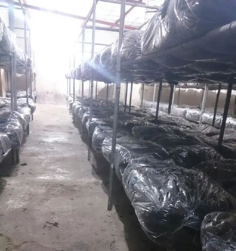 حراج  کمپوست قارچ دکمه ای|حراج|مهریز, |دیوار