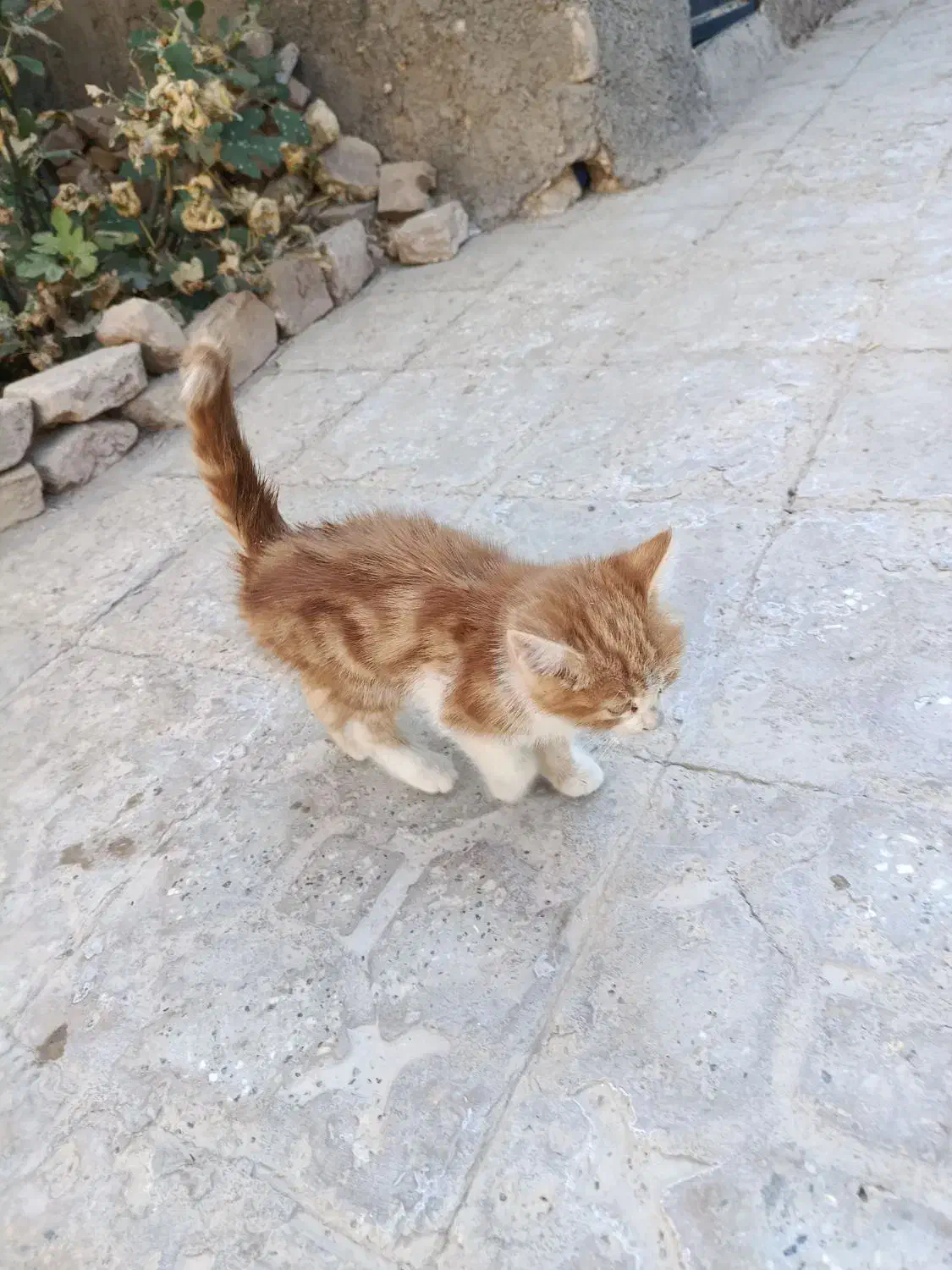 واگذاری حیوون خونگی رایگان|گربه|تربت جام, شهرک معلم|دیوار