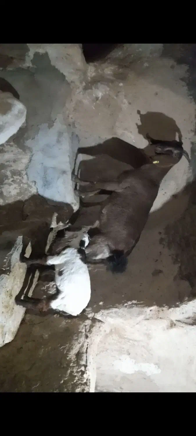 بز دو قلوزا|حیوانات مزرعه|شهرکرد, |دیوار