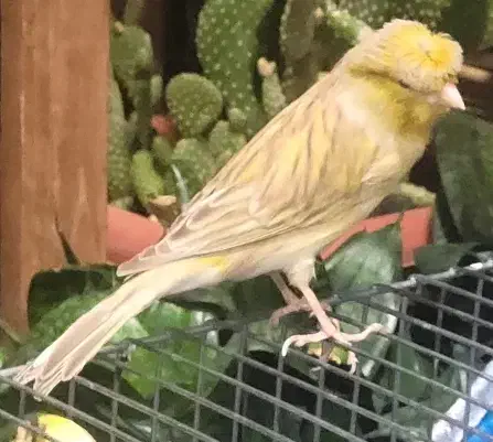 قناری گلاستر نر مست|پرنده|باغ بهادران, |دیوار