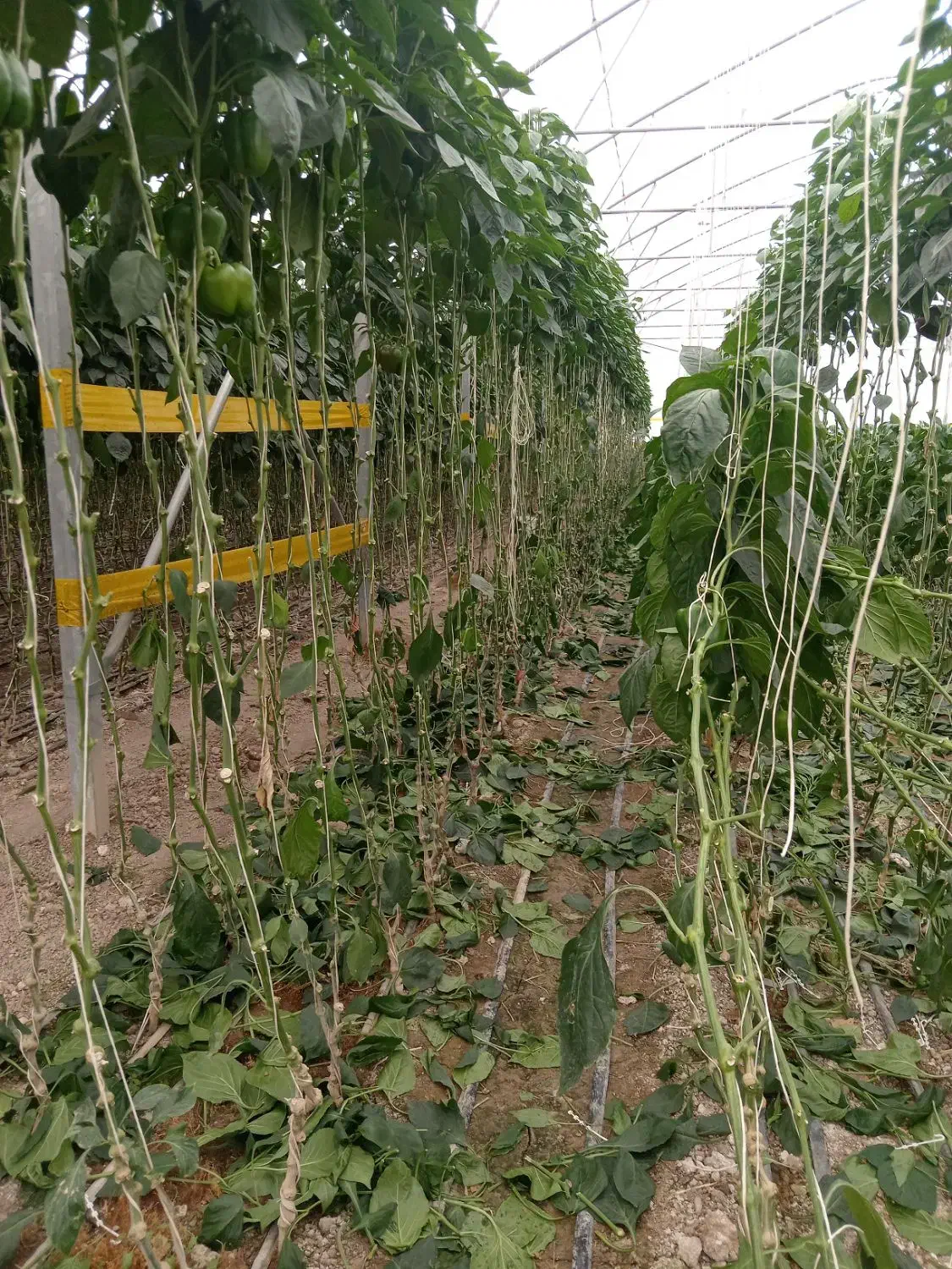 گلخانه|استخدام صنعتی، فنی، مهندسی|لردگان, |دیوار