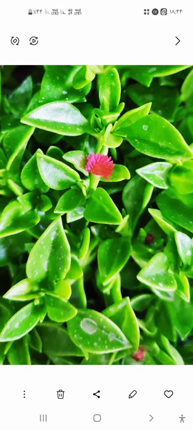 گل زیر قیمت فقط ۴۵ هزار تومن|گل مصنوعی|یزد, |دیوار