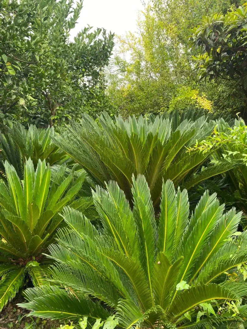 فروش عمده سیکاس و شمشاد توپی|عمدهفروشی|قائمشهر, |دیوار