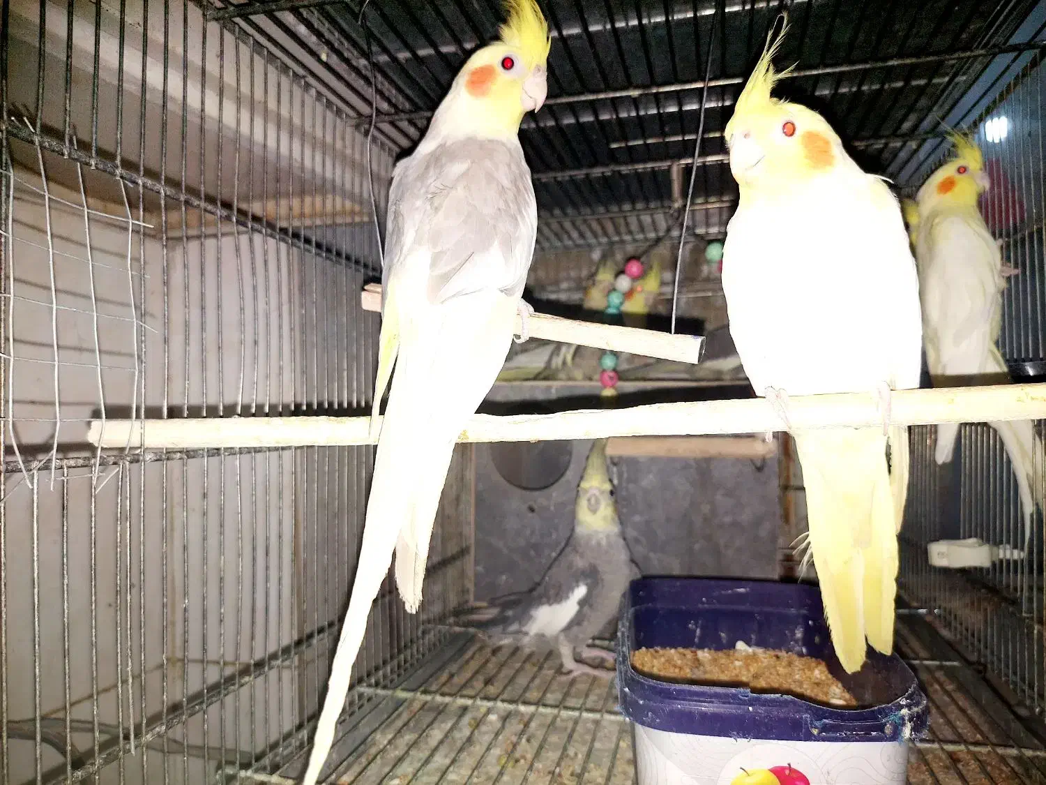 عروس هلندی|پرنده|شهریار, کهنز|دیوار