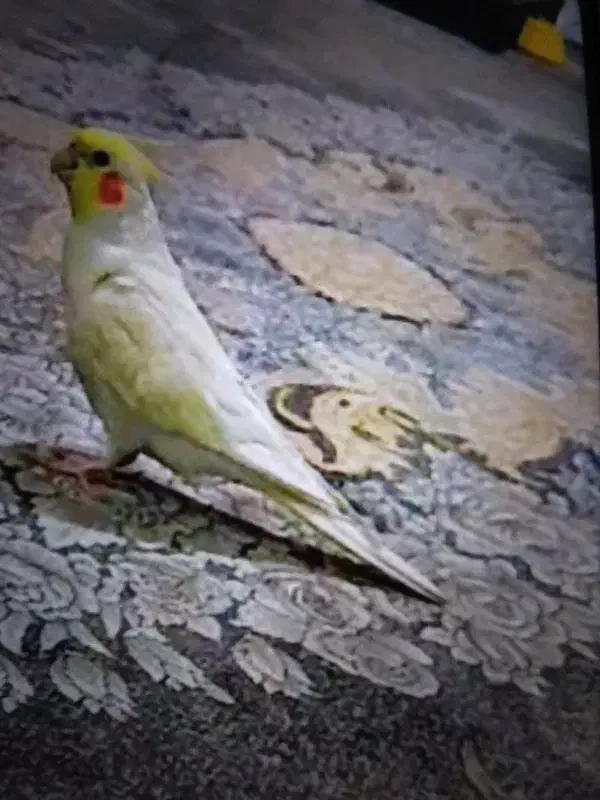 عروس هلندی|حیوانات|مشهد, کوی دروی|دیوار