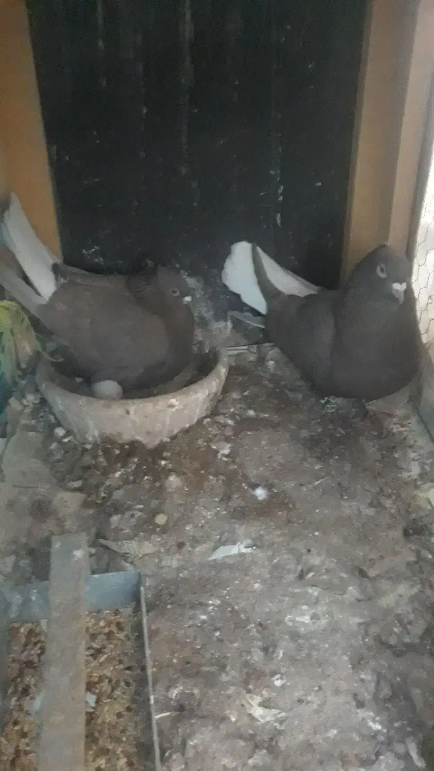 کبوتر دم سفید|پرنده|صدرا-فارس, فاز ۲|دیوار