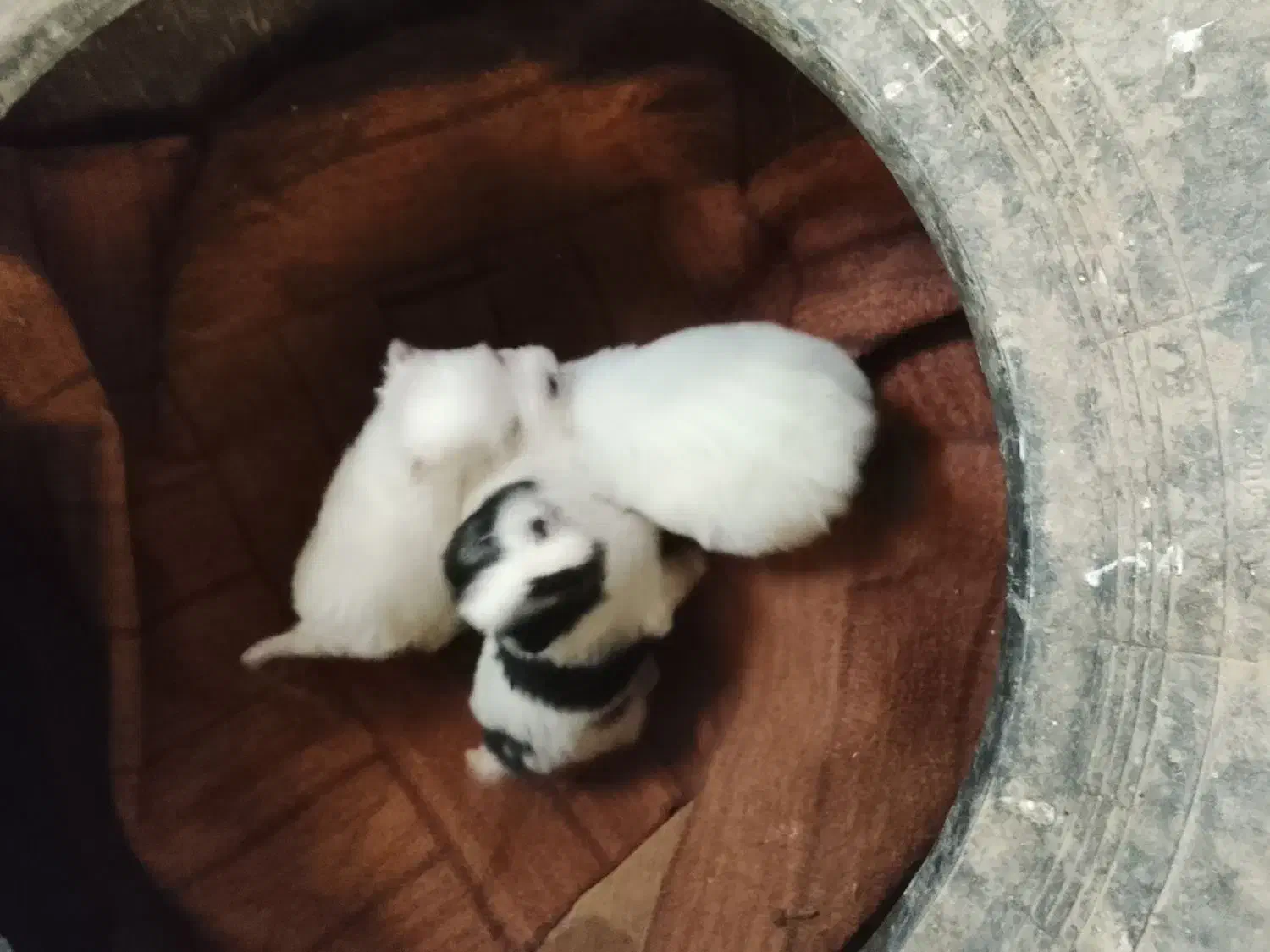 سگ پا کوتاه|سگ|اشتهارد, |دیوار