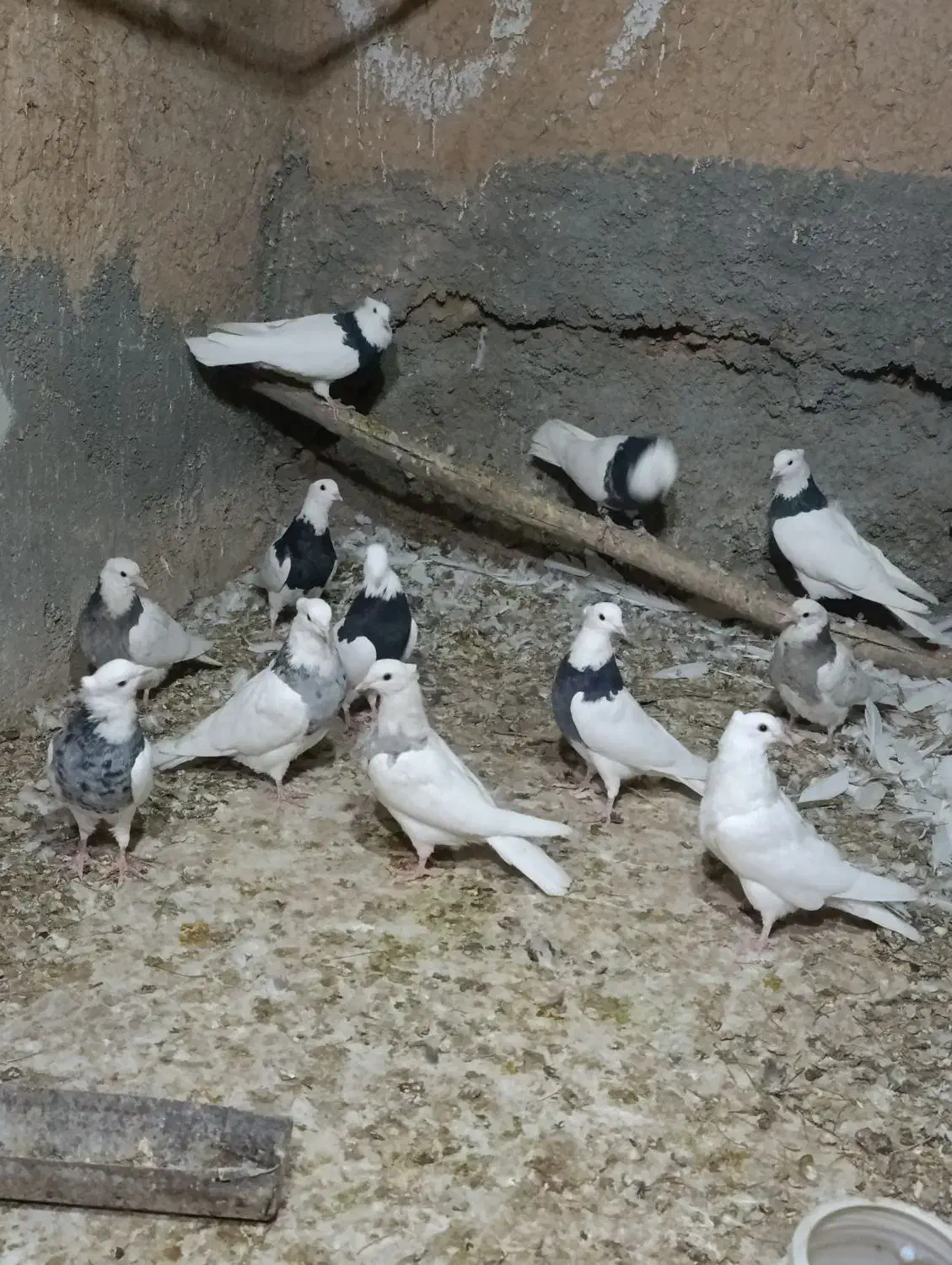 طوقی|پرنده|مبارکه, |دیوار