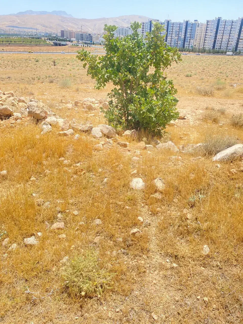 فروش زمین ۱۰۰۰ متری مشاع ((فقط جهت معاوضه))|فروش زمین و ملک کلنگی|شیراز, گلدشت معالی‌آباد|دیوار