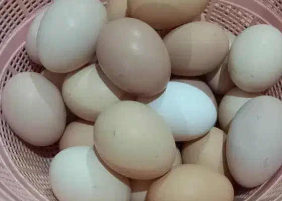 تخم مرغ|حیوانات مزرعه|رشت, استقامت ۲|دیوار