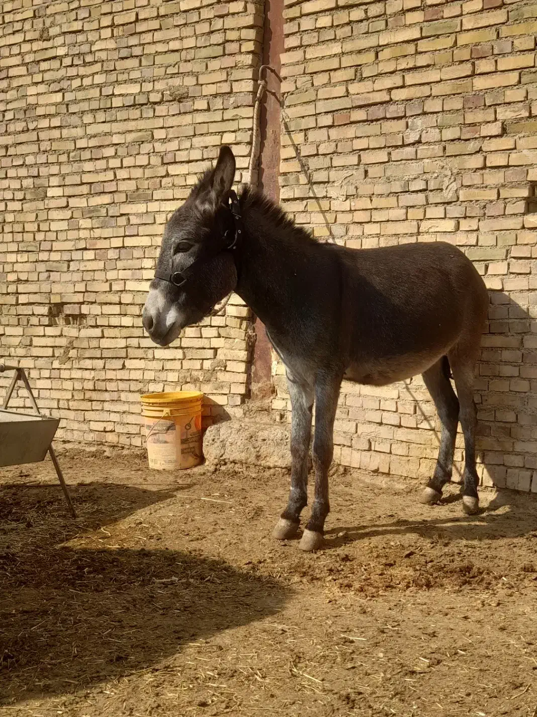 خر گله ای|حیوانات مزرعه|اصفهان, محمودآباد|دیوار