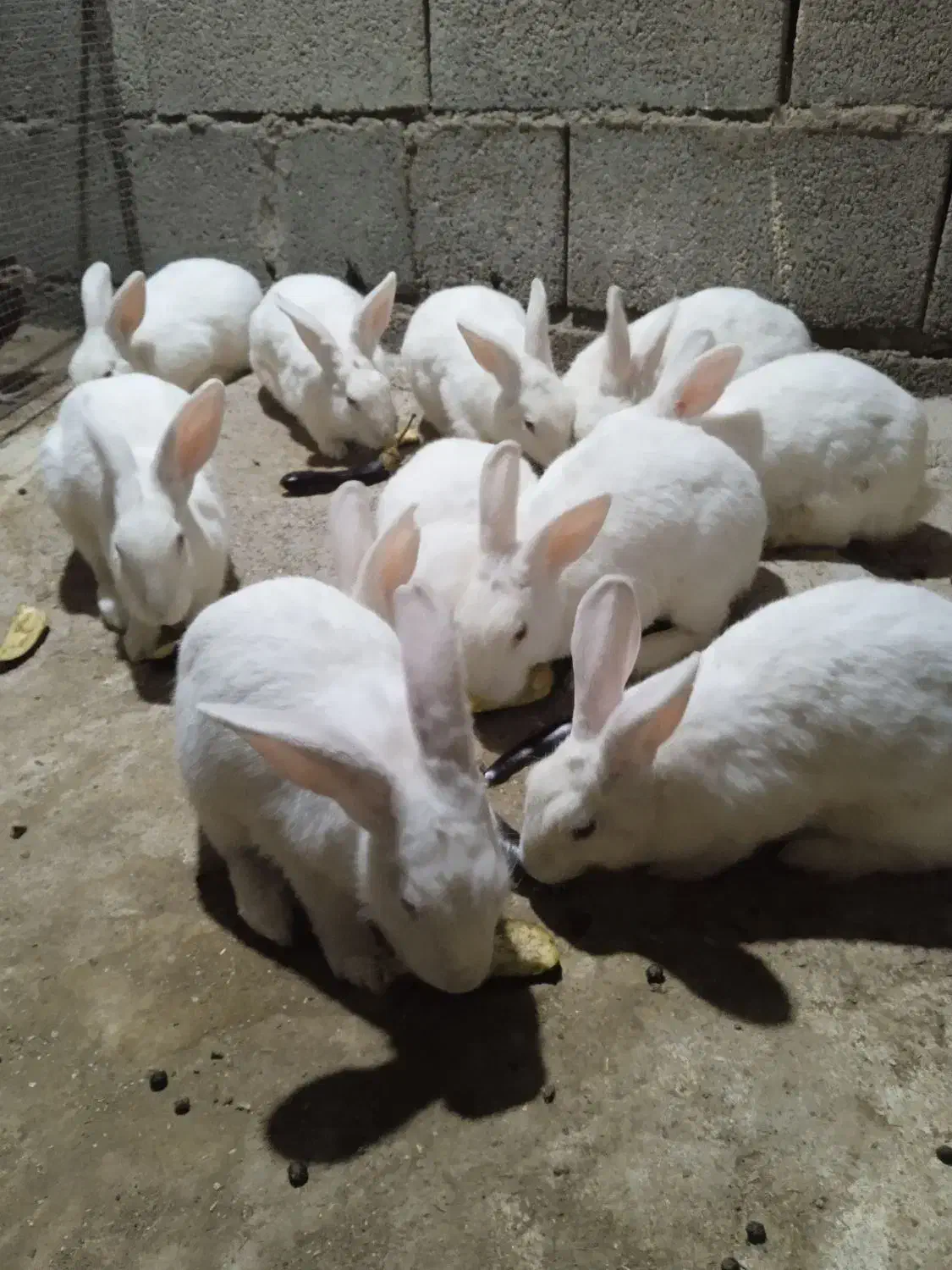 خرگوش|حیوانات مزرعه|تخت, |دیوار