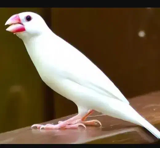 فروش فنچ نرگسی|پرنده|قوچان, |دیوار