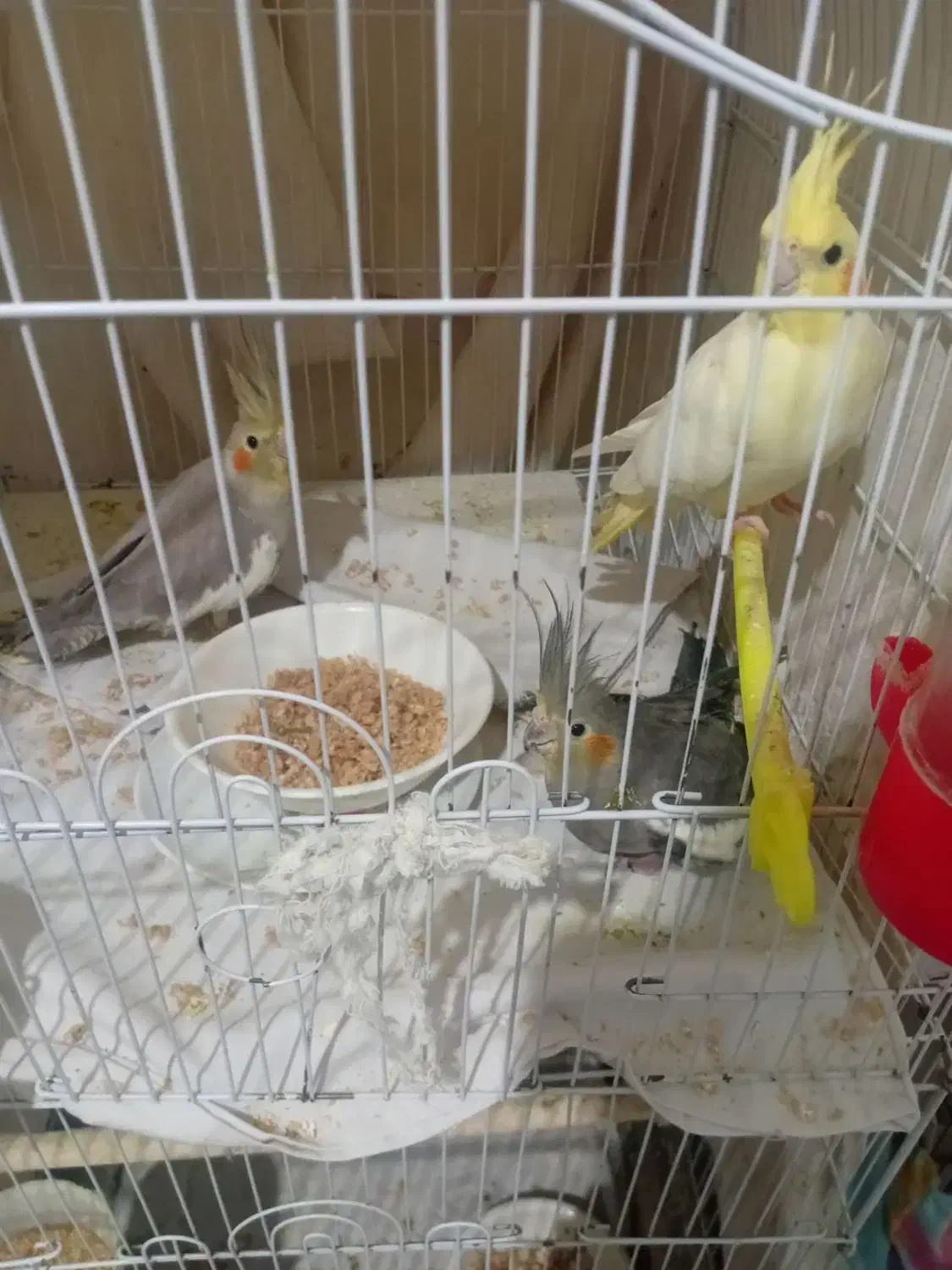 عروس هلندی سیامون واهویی|پرنده|تربت‌حیدریه, داروپخش|دیوار