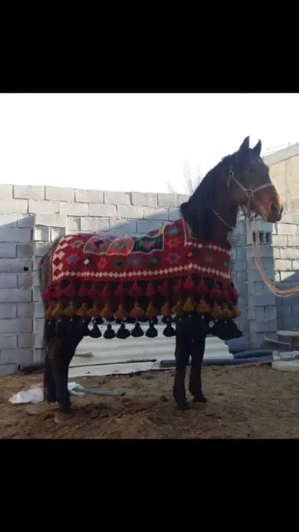جول اسب گلیمی|اسب و تجهیزات اسب‌سواری|ارومیه, |دیوار