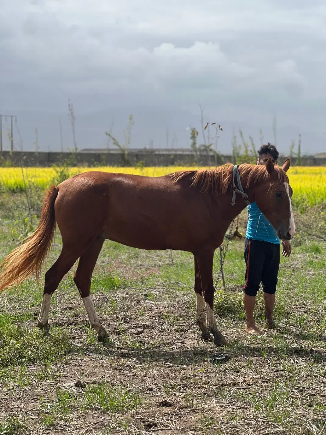 کره اسب نریون ترکمن یکسال ونیم پنج نشان|اسب و تجهیزات اسبسواری|علیآباد کتول, |دیوار