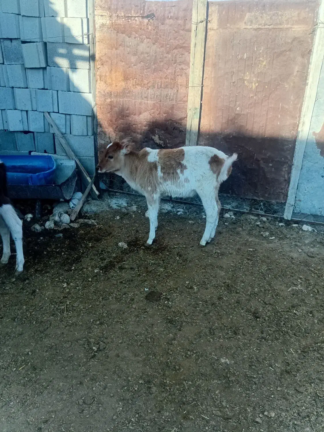 گاو وگوساله کوچک|حیوانات مزرعه|سده (فارس), |دیوار