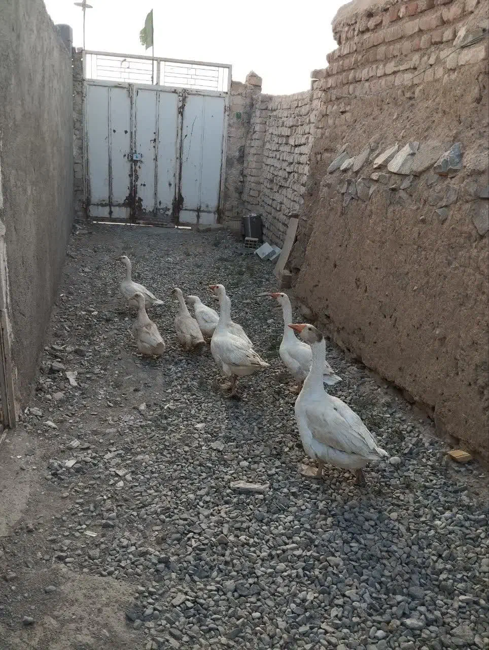 غاز نروماده|حیوانات مزرعه|قم, پردیسان|دیوار