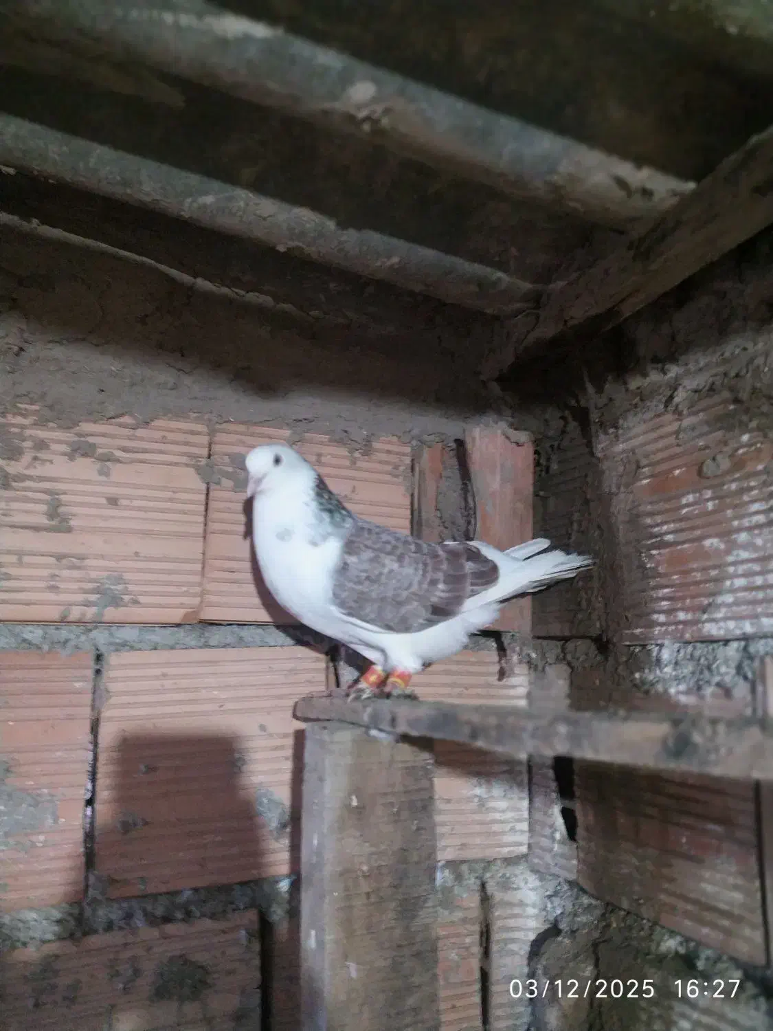 کبوتر پرشی|پرنده|آق قلا, |دیوار