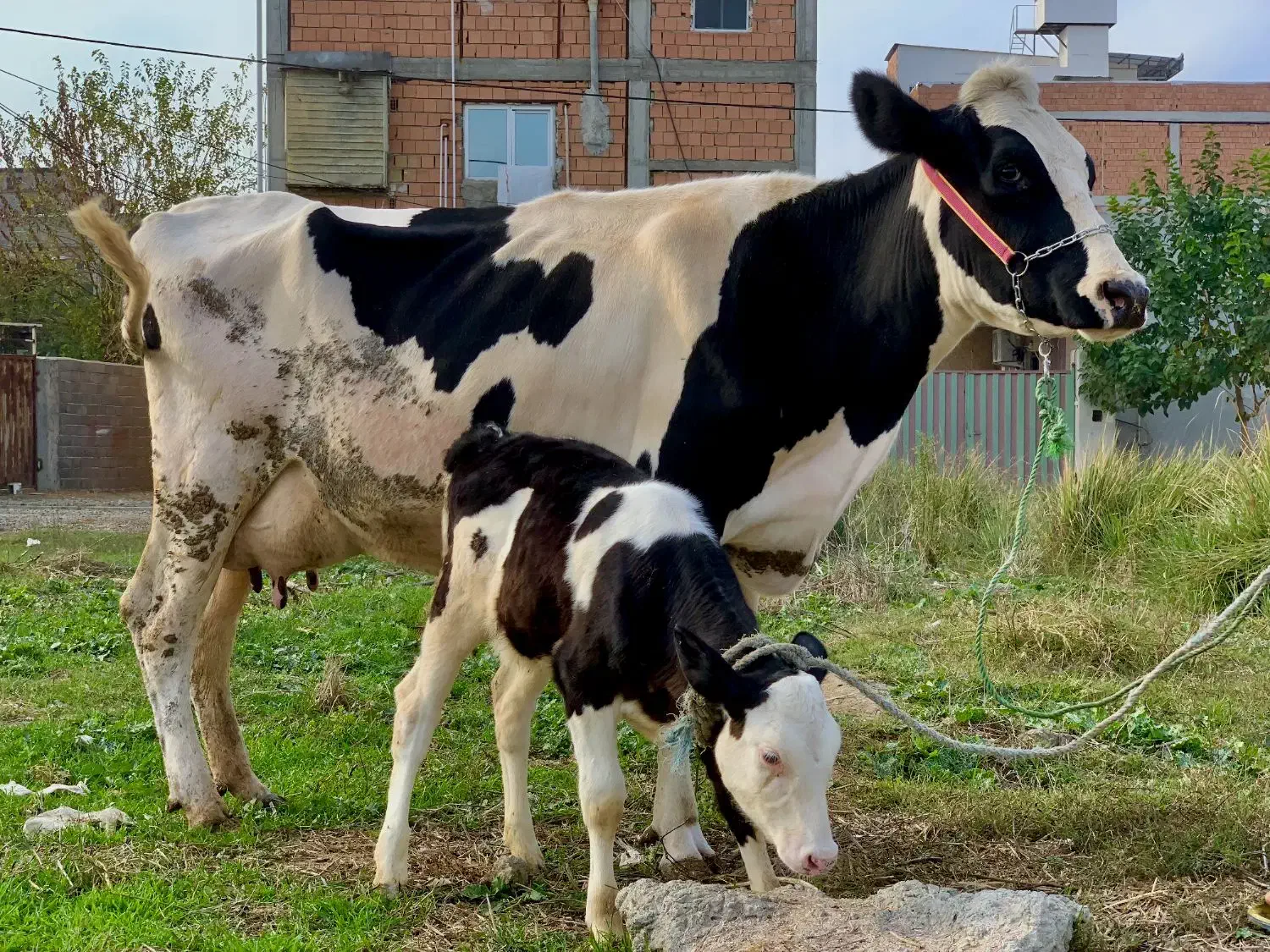 گاو هلشتاین شکم اول با گوساله مونت|حیوانات مزرعه|گرگان, |دیوار