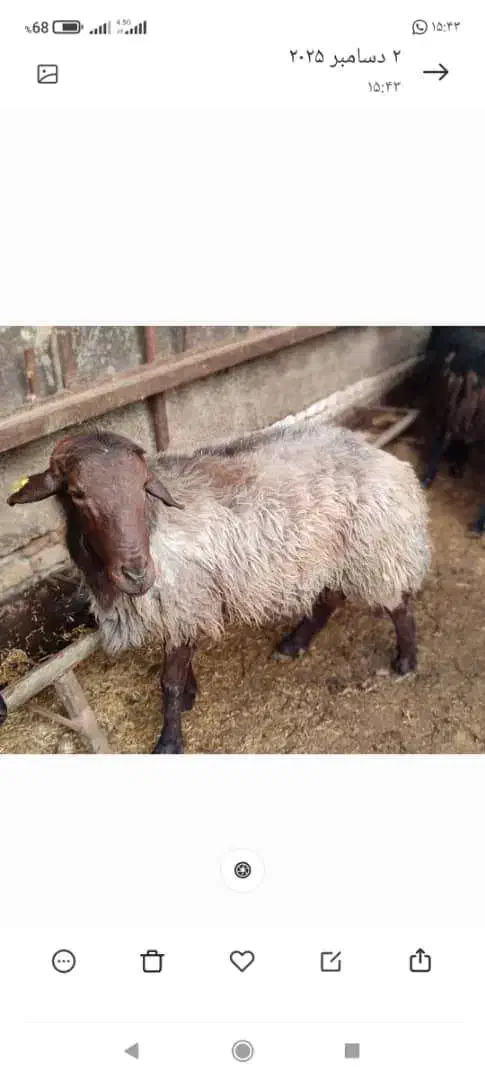 فروش ۸ راس گوسفند نر و ماده همو|حیوانات مزرعه|جلین, |دیوار