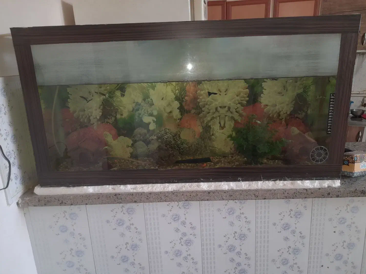 یک عدد اکواریوم|ماهی|سراب, |دیوار