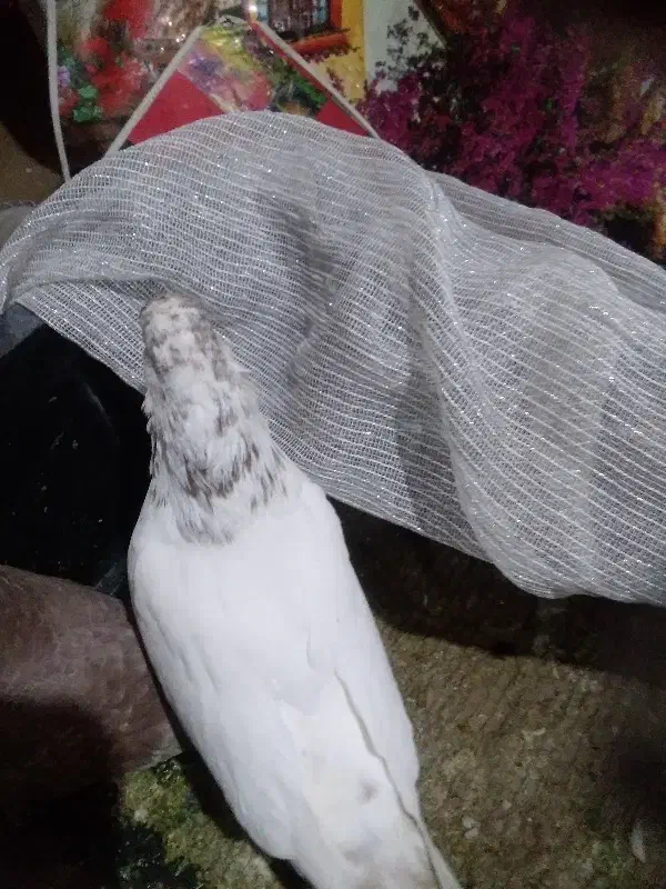 کفتر|پرنده|سیرجان, |دیوار