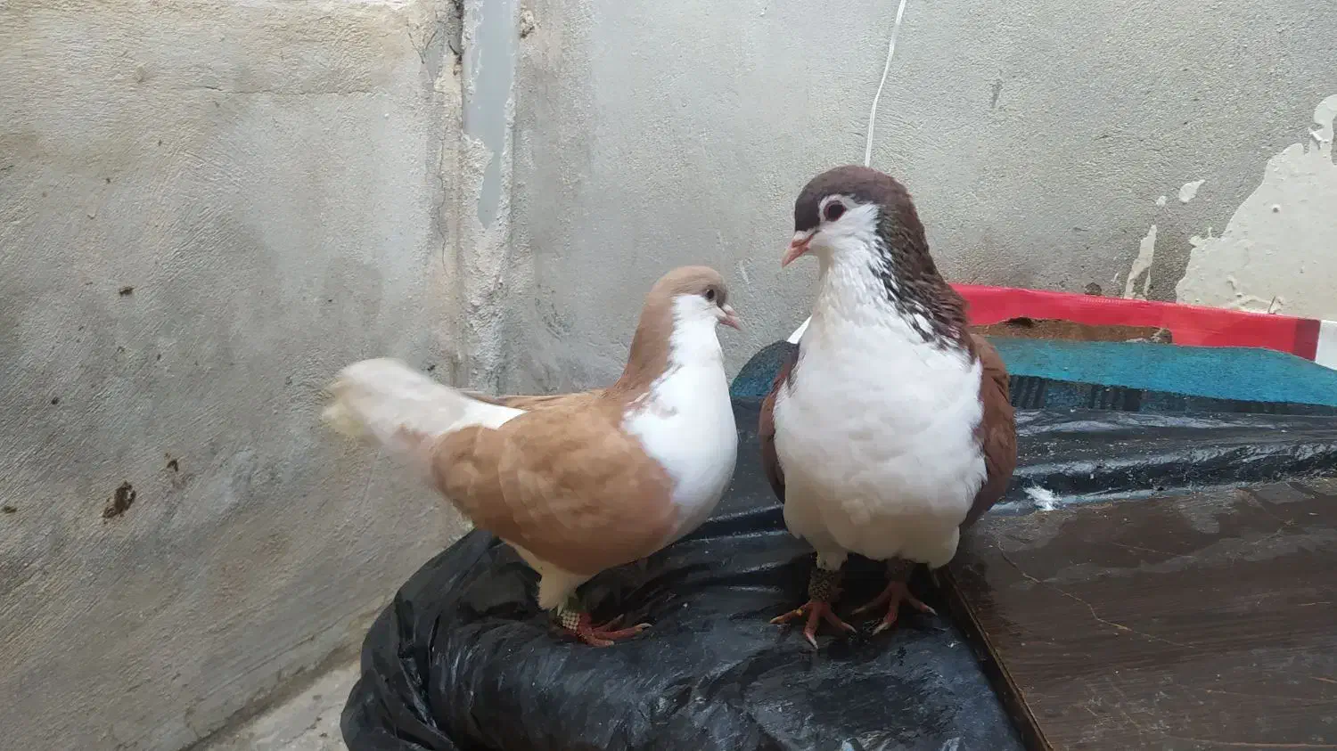 سرخ|پرنده|بجنورد, |دیوار