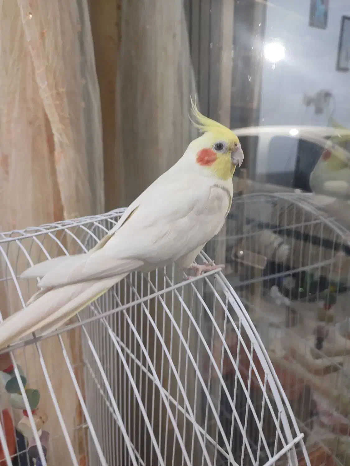 طوطی عروس نر و ماده همراه با قفس|پرنده|رشت, جماران|دیوار