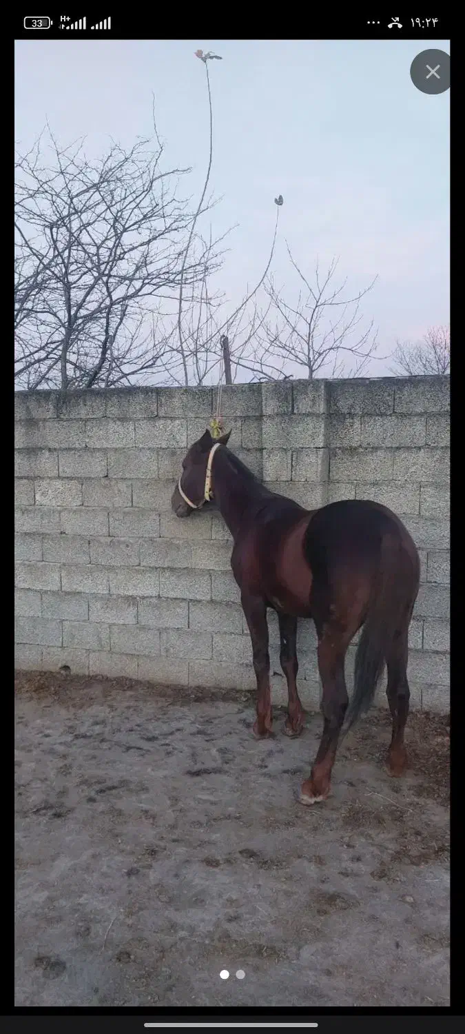 اسب کرد|اسب و تجهیزات اسبسواری|طاهرگوراب, |دیوار