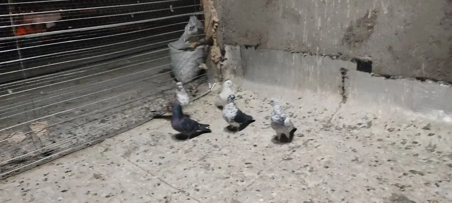 کفتر|پرنده|ابهر, |دیوار