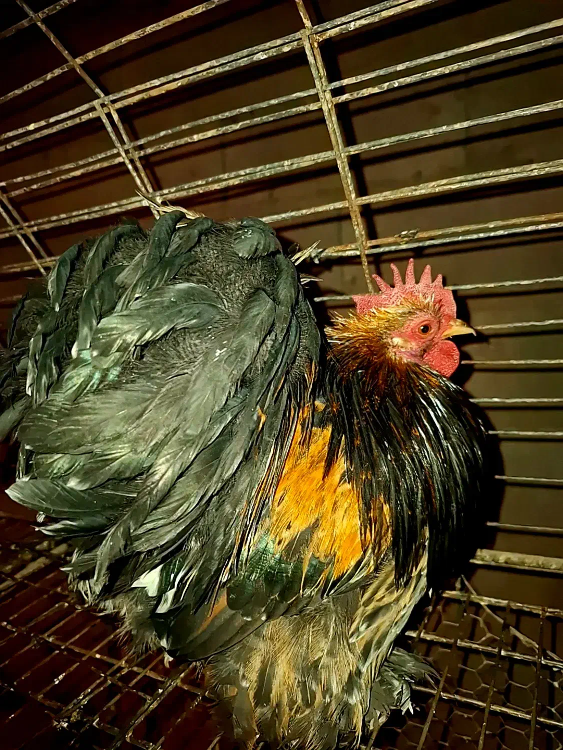 خروس کوشین|حیوانات مزرعه|کرمان, |دیوار