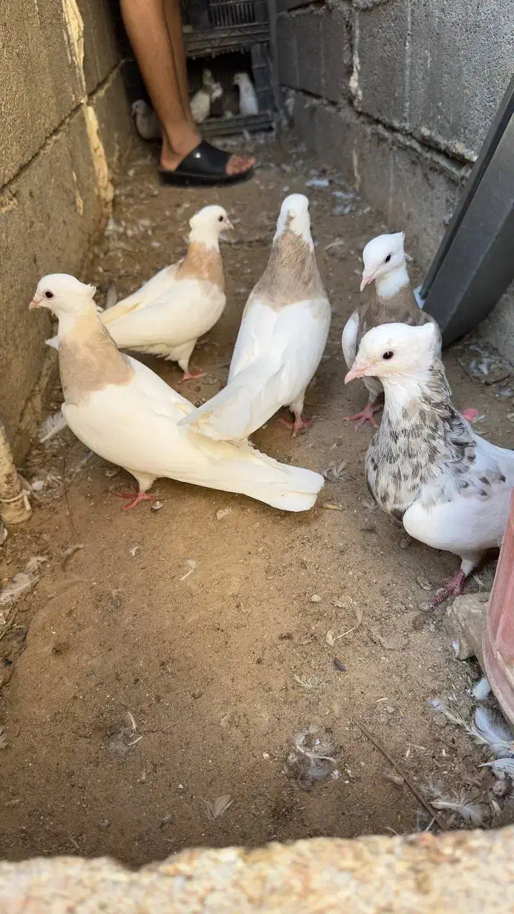 کبوتر طوقی|پرنده|بردخون, |دیوار