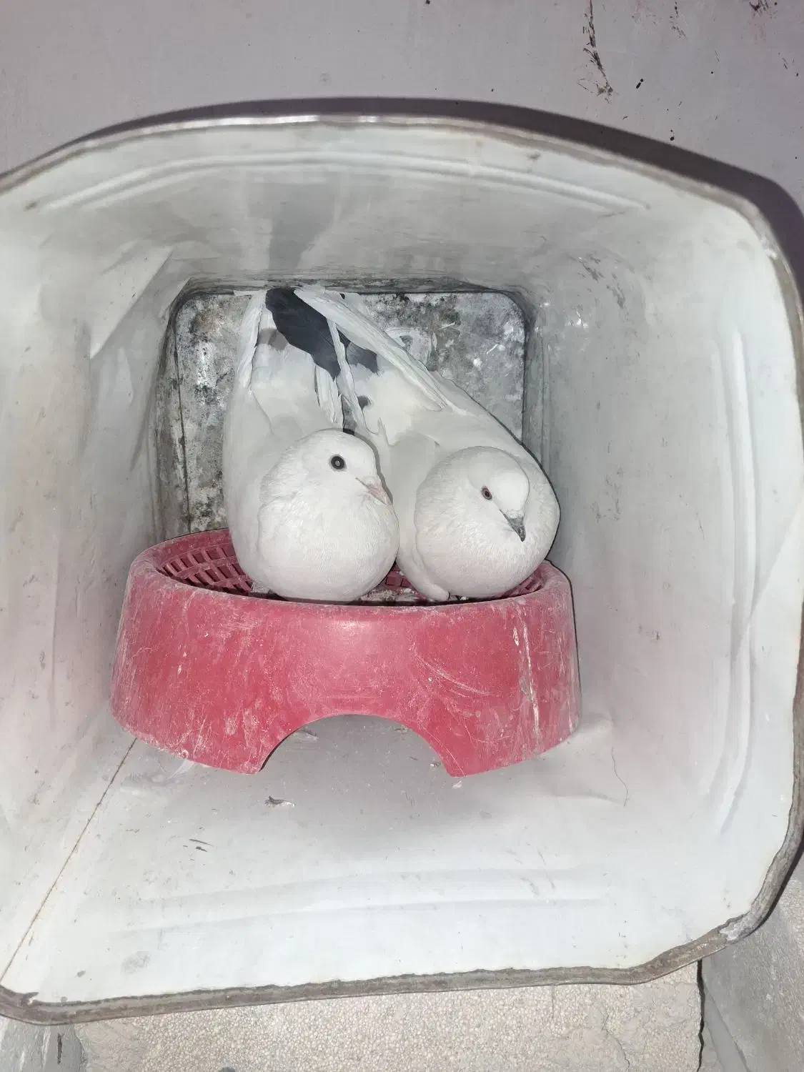 کبوتر|پرنده|فارسان, |دیوار