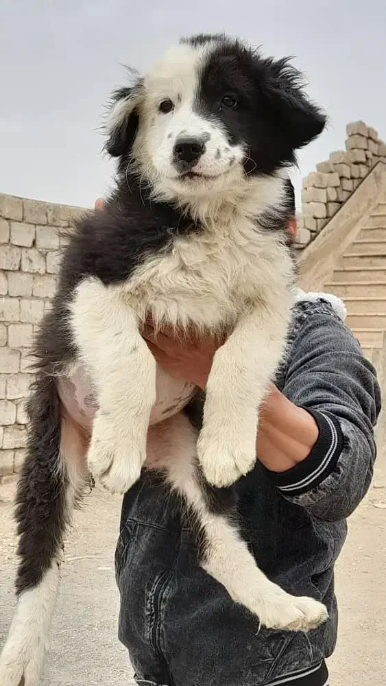 واگذاری توله نرولاس قدرجونی|سگ|نجفآباد, امام خمینی|دیوار