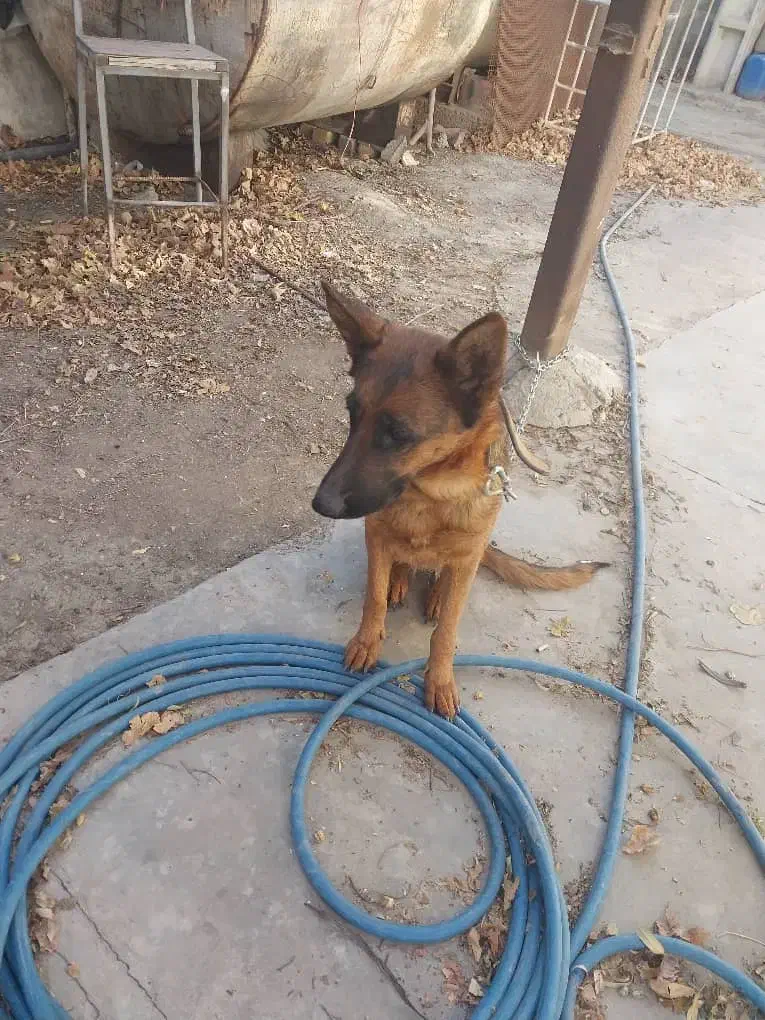 سگ ژرمن|سگ|کرج, اصفهانی‌ها|دیوار