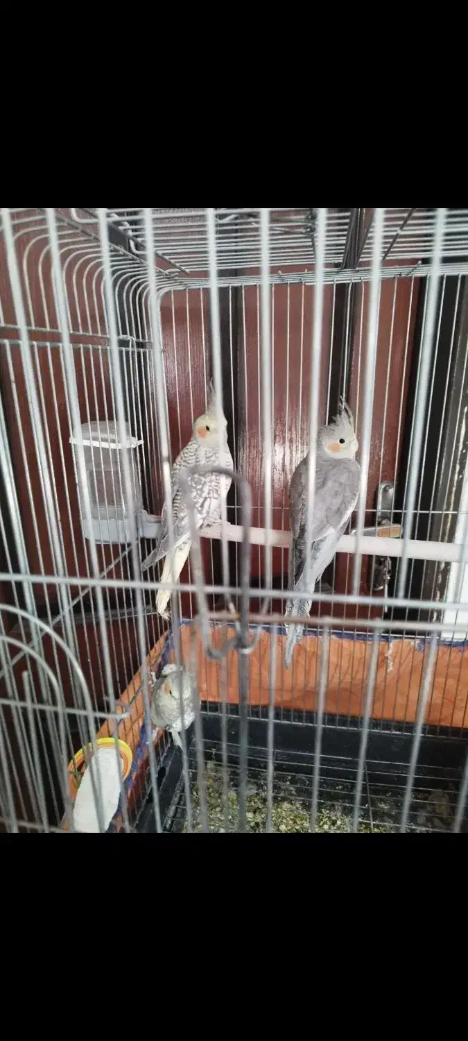 عروس هلندی نر ۵ ماهه سالم و مست مست|پرنده|قروه, |دیوار