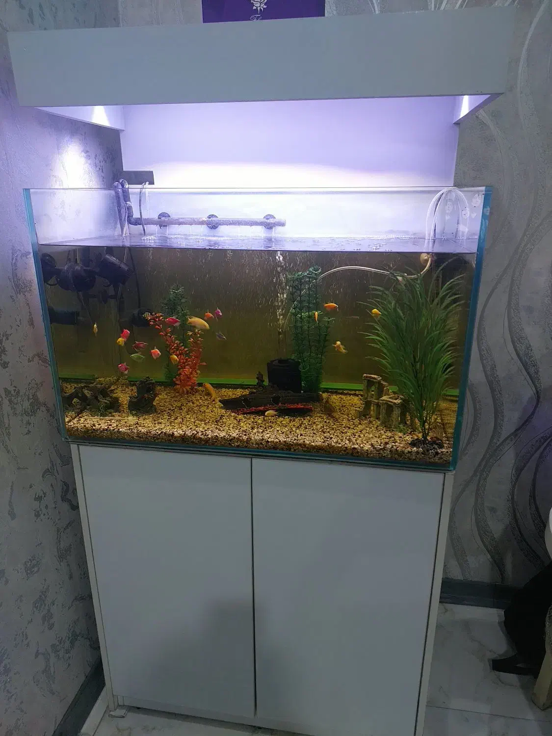 اکواریوم|ماهی|تهران, بیسیم|دیوار